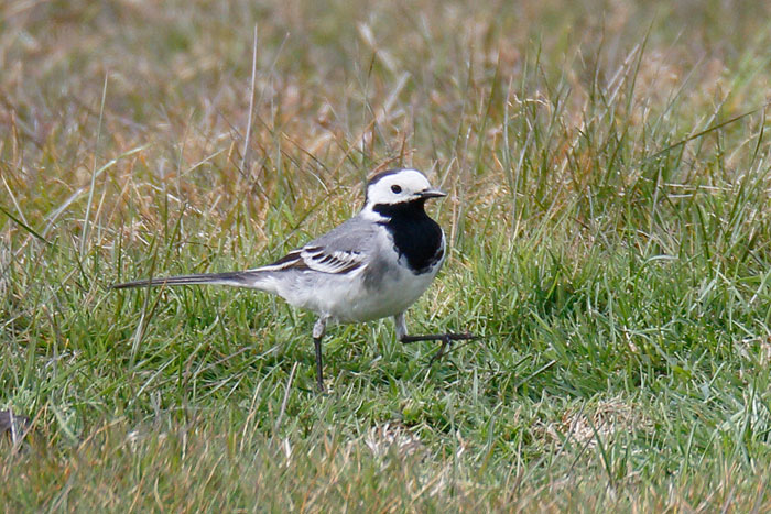 Cley Birds Photo Gallery